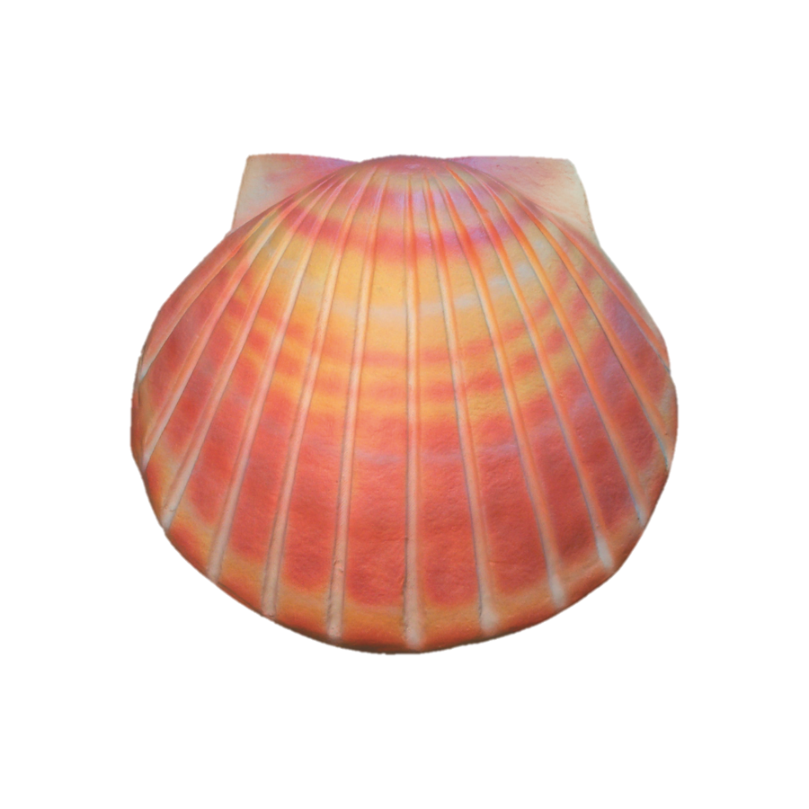 Shell Urn - Coral